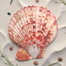 Noble Scallop Shell
